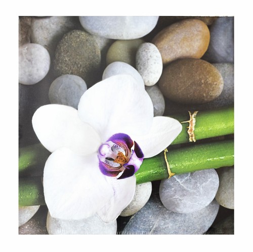 Wandbild orchidee bambus - wandbild,